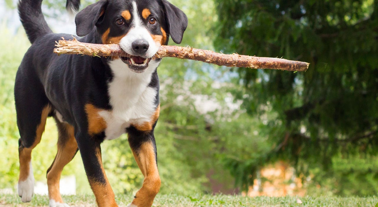 A dog holding a large stick in its mouth